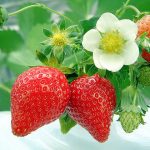 青岛草莓穴盘苗的优点