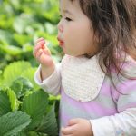 青岛草莓采摘，为孩子和父母营造一个温馨的天堂