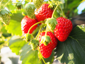青岛郝家草莓的生产管理