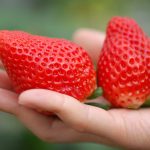 青岛郝家草莓，注重品牌发展