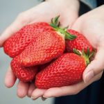 草莓生产今后的发展趋势如何