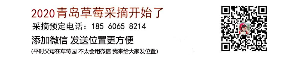 2020青岛草莓采摘