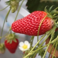 青岛草莓建立健全服务体系