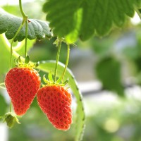 青岛郝家草莓园优质的室外采摘活动体验