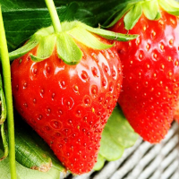 青岛草莓采摘一日游，给你不一样的体验