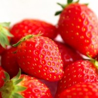 到青岛草莓采摘园采摘时，需要注意的事项