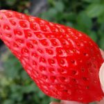 2016青岛郝家草莓上市了