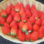 学校里的草莓农场