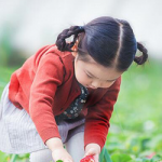 2024青岛草莓采摘节：一场春天的甜蜜盛宴