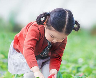2024青岛草莓采摘节：一场春天的甜蜜盛宴
