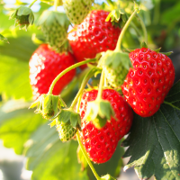 草莓采摘园的经营模式与特色